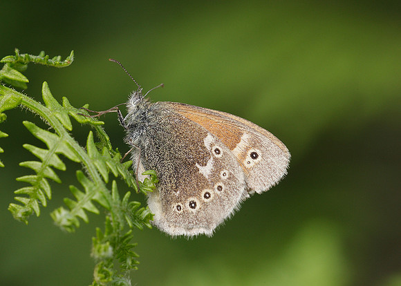 Large Heath Coenonympha tullia