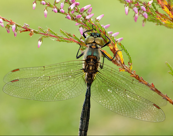 Northern Emerald Somatochlora arctica