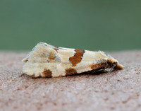 49.127 BF945 Aethes cnicana