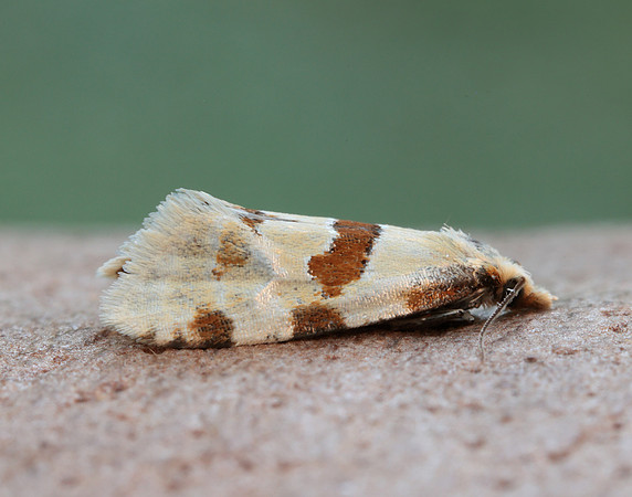 49.127 BF945 Aethes cnicana