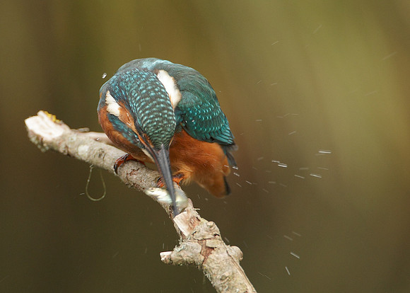 Kingfisher Alcedo atthis