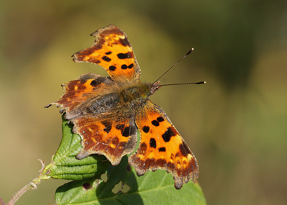 Comma Polygonia c-album
