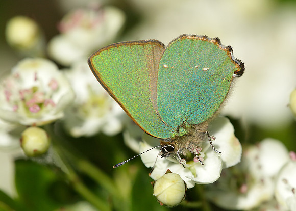 Green Hairstreak Callophrys rubi