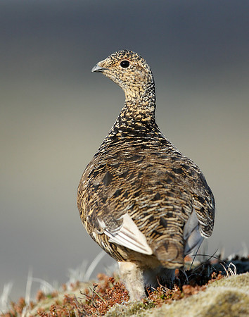 Ptarmigan Lagopus mutus