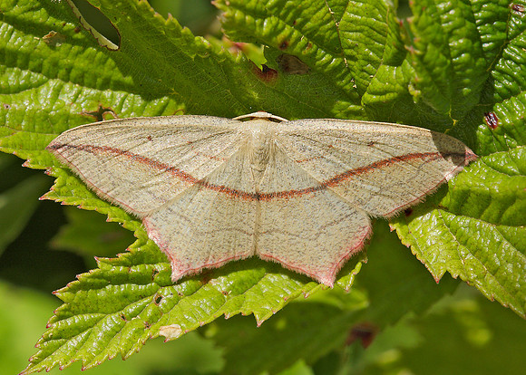 70.029 BF1682 Blood Vein Timandra comae