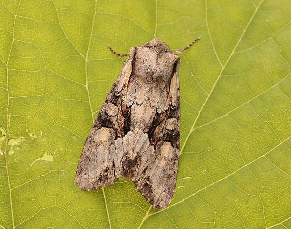 73.263 BF2157 Light Brocade Lacanobia w-latinum