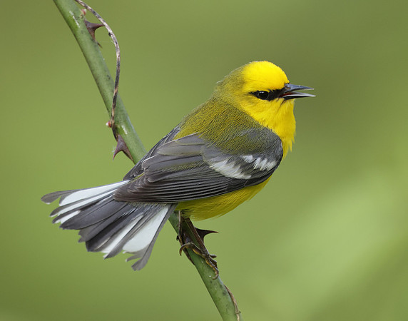 Blue-winged Warbler Vermivora cyanoptera