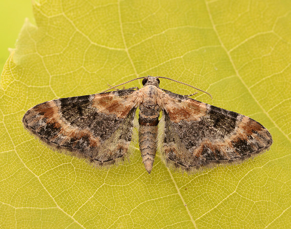 70.150 BF1816 Toadflax Pug Eupithecia linariata