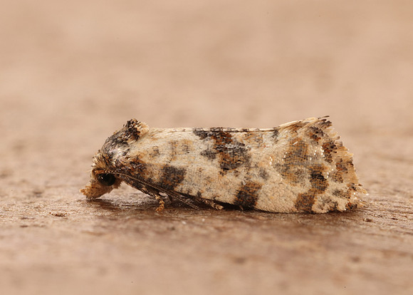 49.138 BF964a Neocochylis molliculana