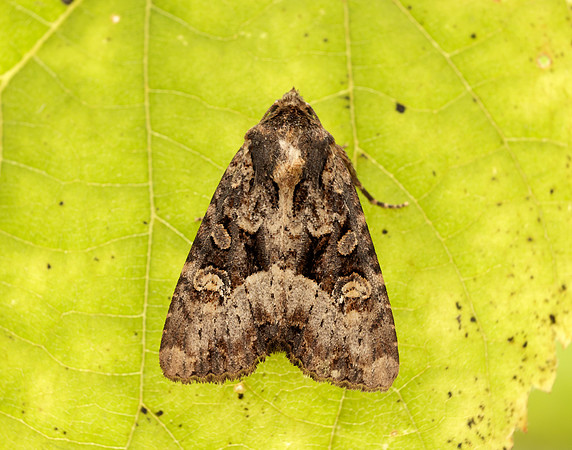 73.169 BF2343 Common Rustic Mesapamea secalis