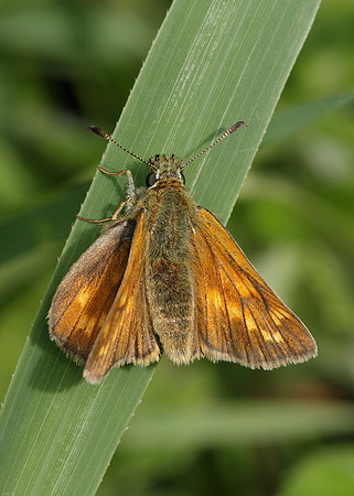 Large Skipper Ochlodes venata