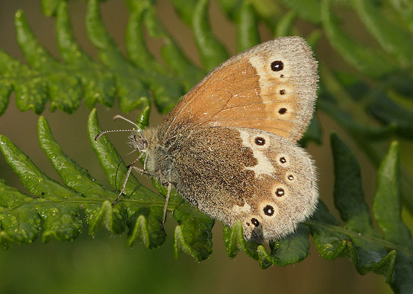 Large Heath Coenonympha tullia