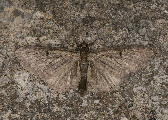 70.156 BF1852 Brindled Pug Eupithecia abbreviata