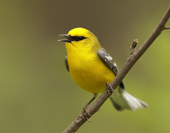 Blue-winged Warbler Vermivora cyanoptera