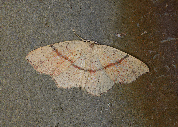 70.036 BF1680 Maidens Blush Cyclophora punctaria