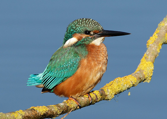 Kingfisher Alcedo atthis