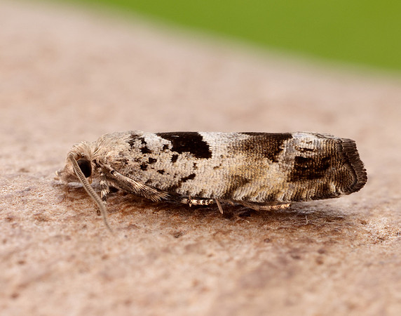 49.249 BF1134 Epinotia ramella