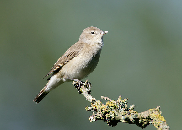 Garden Warbler Sylvia borin