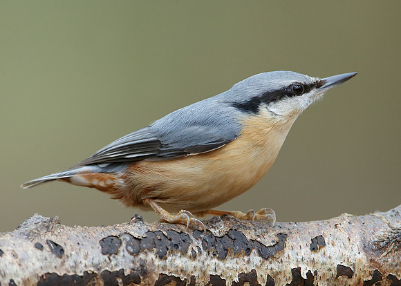 Nuthatch Sitta europaea
