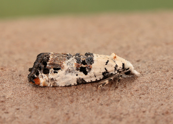 49.094 BF923 Phtheochroa sodaliana