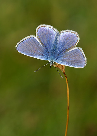 Common Blue Polyommatus icarus