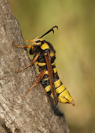 52.002 BF0370 Hornet Moth Sesia apiformis