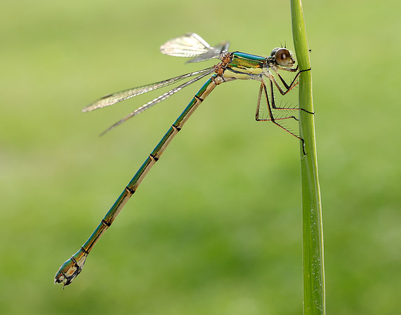 Willow Emerald Chalcolestes viridis