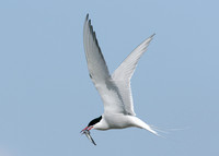 Arctic Tern Sterna paradisaea