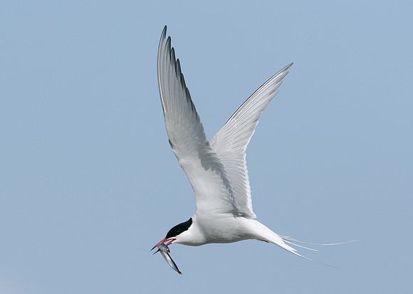 Arctic Tern Sterna paradisaea