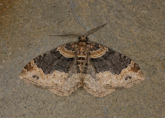 70.052 BF1725 Dark-barred Twin-spot Carpet Xanthorhoe ferrugata
