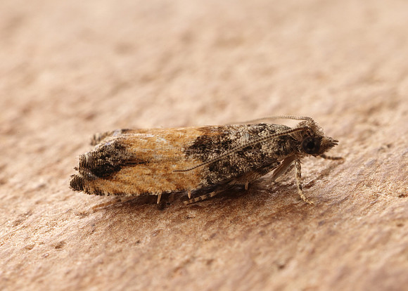 49.255 BF1138 Epinotia nisella