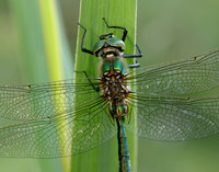 Brilliant Emerald Somatochlora metallica