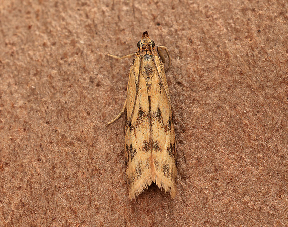 62.054 BF1481 Homoeosoma sinuella