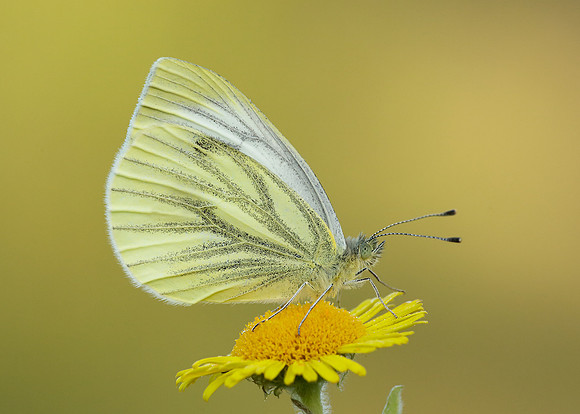 Green-veined White Pieris napi
