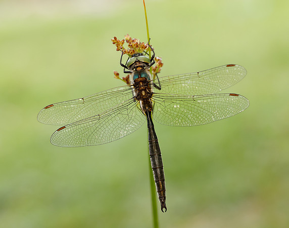 Northern Emerald Somatochlora arctica