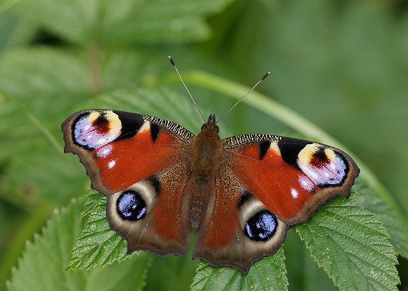 Peacock Inachis io