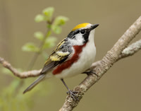 Chestnut-sided Warbler Setophaga pensylvanica
