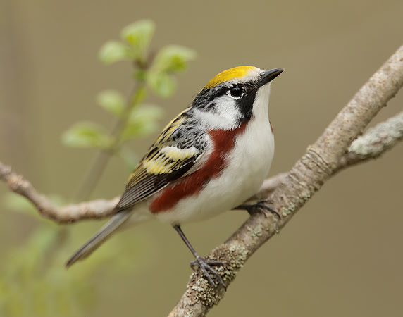 Chestnut-sided Warbler Setophaga pensylvanica