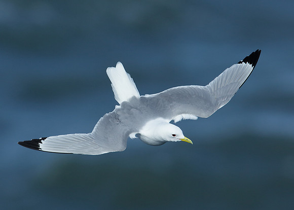 Kittiwake Rissa tridactyla