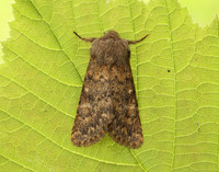 73.234 BF2229 Brindled Ochre Dasypolia templi