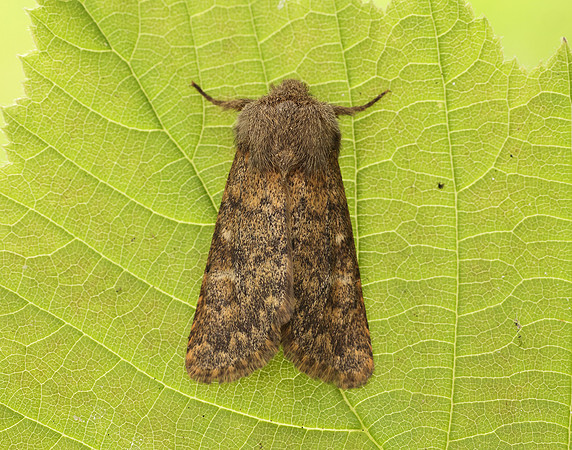 73.234 BF2229 Brindled Ochre Dasypolia templi
