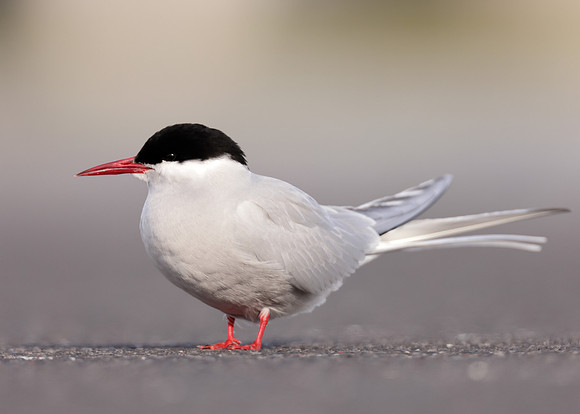 Arctic Tern Sterna paradisaea