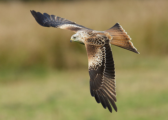 Red Kite Milvus milvus