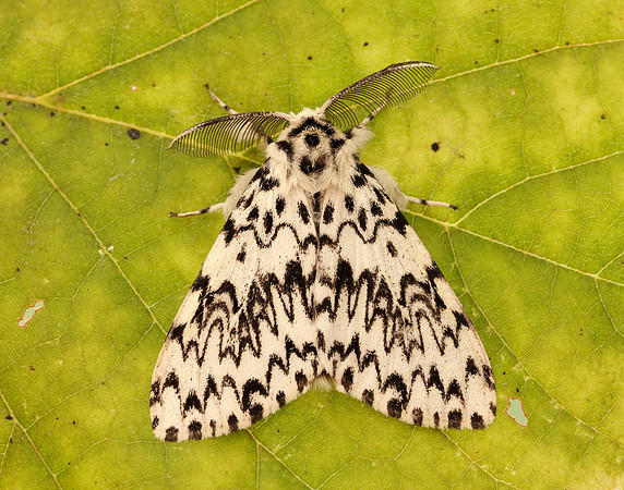 72.010 BF2033 Black Arches Lymantria monacha