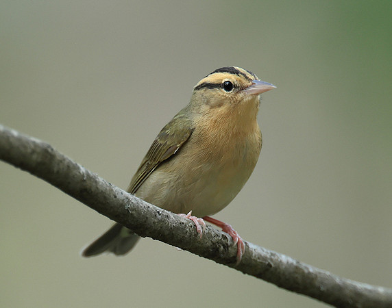 Worm-eating Warbler Helmitheros vermivorum