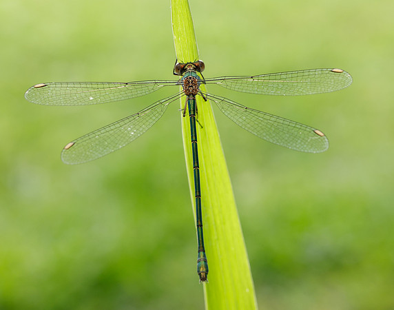 Willow Emerald Chalcolestes viridis