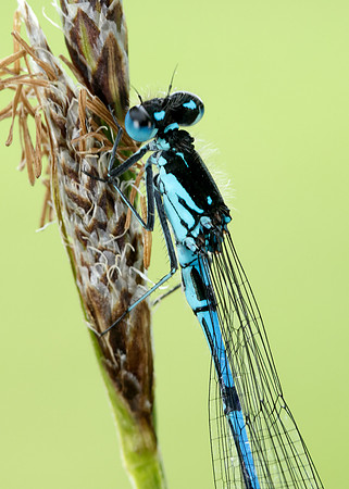 Variable Damselfly Coenagrion pulchellum