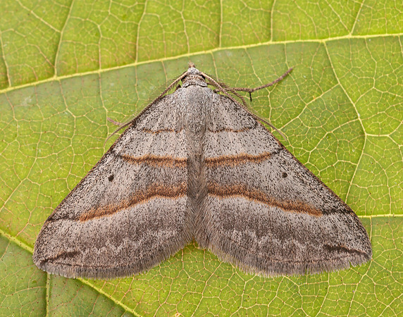 70.041 BF1734 July Belle Scotopteryx luridata
