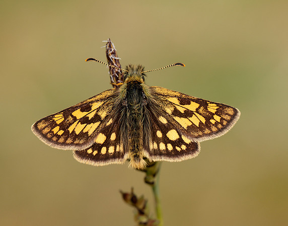 Chequered Skipper Carterocephalus palaemon