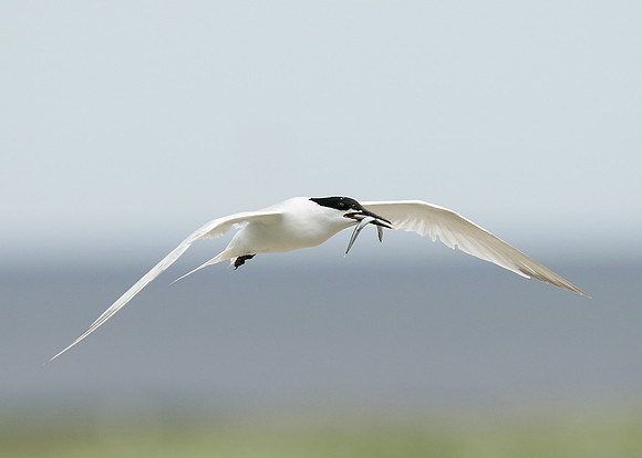 Sandwich Tern Sterna sandvicensis
